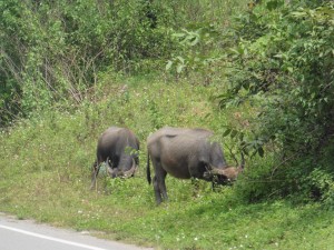 Wasserbüffel / Water Buffalo
