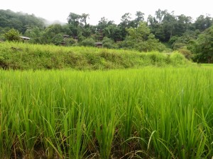 Das unendliche grün von Reisfeldern / The endless green of rice fields