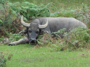 Wasserbüffel / water buffalo