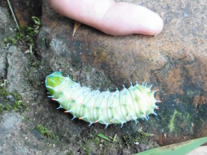 riesige Raupe auf dem Weg zum Wasserfall / huge worm on the way to the waterfall
