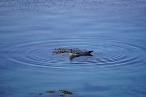 Ein Seehund / a seal