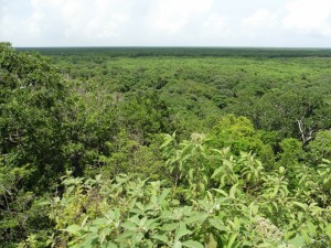 Blick auf den Dschungel / View on the djungle