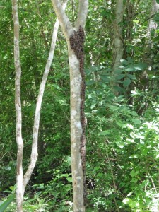 schräge Raupen / weird caterpillar