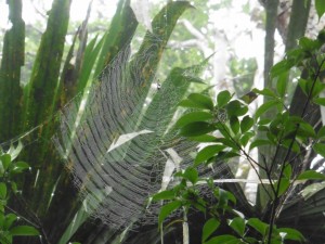 Große Spinnen / Big spiders