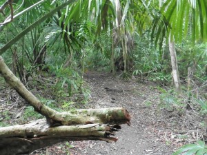 Dschungel / Djungle in Tikal