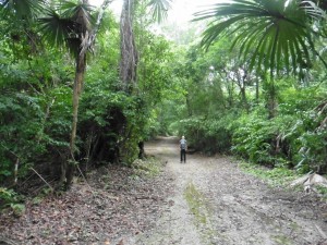 Wo sind die Affen? / Where are the monkeys?