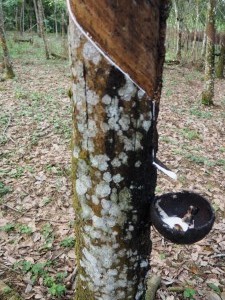 Kautschuk Baum