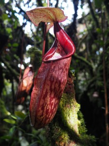 Insektenfressende Blume