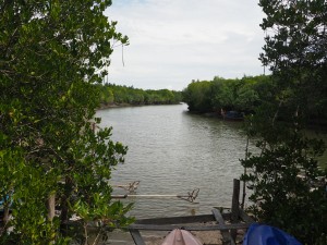 Der Mangrovenwald in Koh Lanta