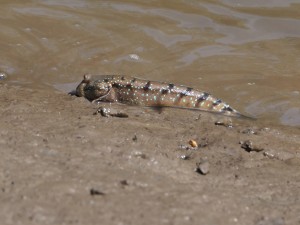 Sieht aus wie das erste Landlebewesen der Evolution