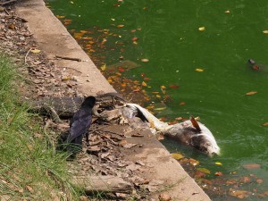 Waran und Rabe teilen sich einen Fisch :-)