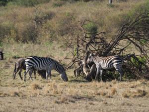 Zebras