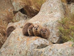 Die Schliefer kuscheln/ the hyrax cuddle