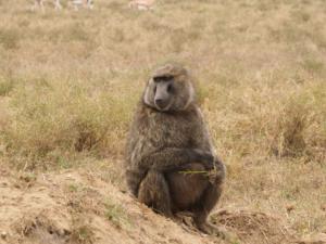 Ein Pavian sieht uns beim Radeln zu / a baboon observes us cycling
