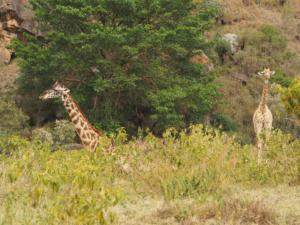 Zwei Giraffen / two giraffes