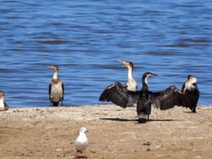 und Kormorane / and cormorants