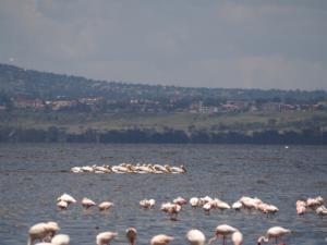 die Pelikane jagen in Gruppen / the pelicanes hunt in groups