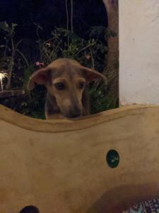 Die wollte mit uns essen / she wanted to eat with us :-)