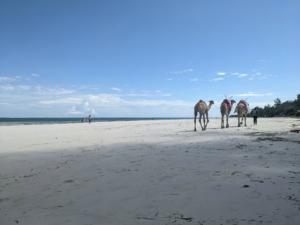 Hier gibt's auch Kamele / there are also camels