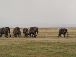 Amboseli ist berühmt für die Elefantenherden / Amboseli is famous for its herds of elephants