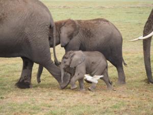 mit vielen Jungtieren / with many young ones