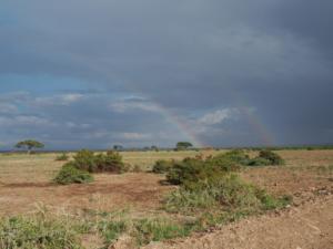Regenbogen über Amboseli / rainbow over Amboseli