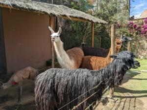 und ein Lama- und Alpaka- Zoo :)