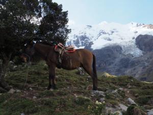 das Pferd posiert vor dem Gletscher