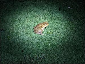 Abends bekommen wir Besuch / we get visitors for the night