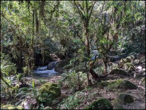 und der Regenwald ist traumhaft / and the rainforest is wonderful