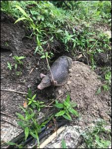 wir endtecken einen jungen Armadillo / we spot a young Armadillo