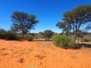 Ausblick in die roten Dünen / view into the red dunes