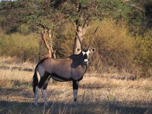 Oryx Antilope