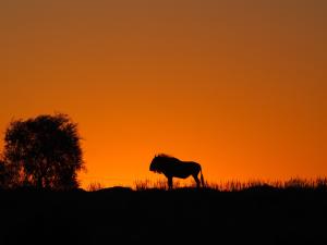 Gnu im Sonnenuntergang / wildebeast in the setting sun