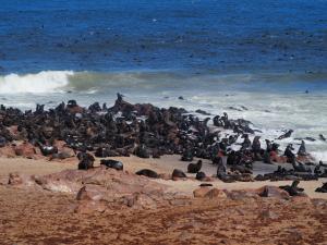 Robbenkolonie am Cape Cross / seal colony at Cape Cross
