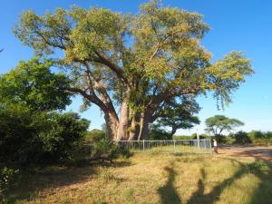 Riesiger Baobab Baum (afrikanischer Affenbrotbaum)