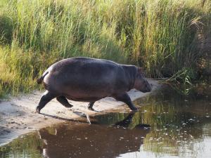 und es sprintet ins Wasser