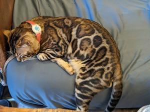und einen "Tiger" :-D